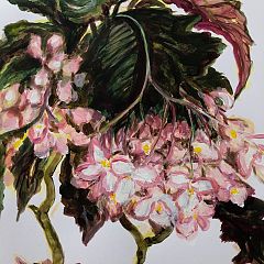 Geoff Harvey

_Flowering Begonia_
45x32cm acrylic on paper